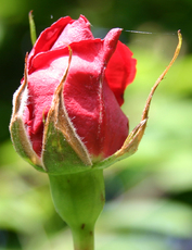 Rose-erblueht-2.jpg